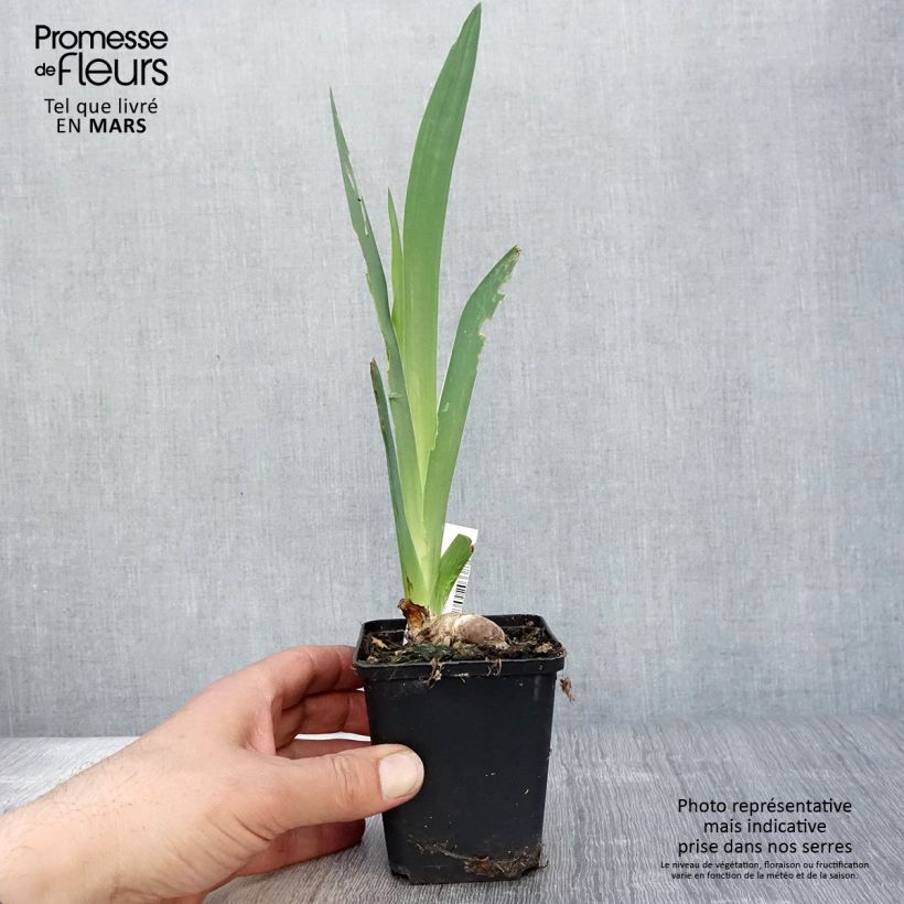Amostra de Iris germanica Saturn Vaso de 8/9 cm tal como entregue na primavera