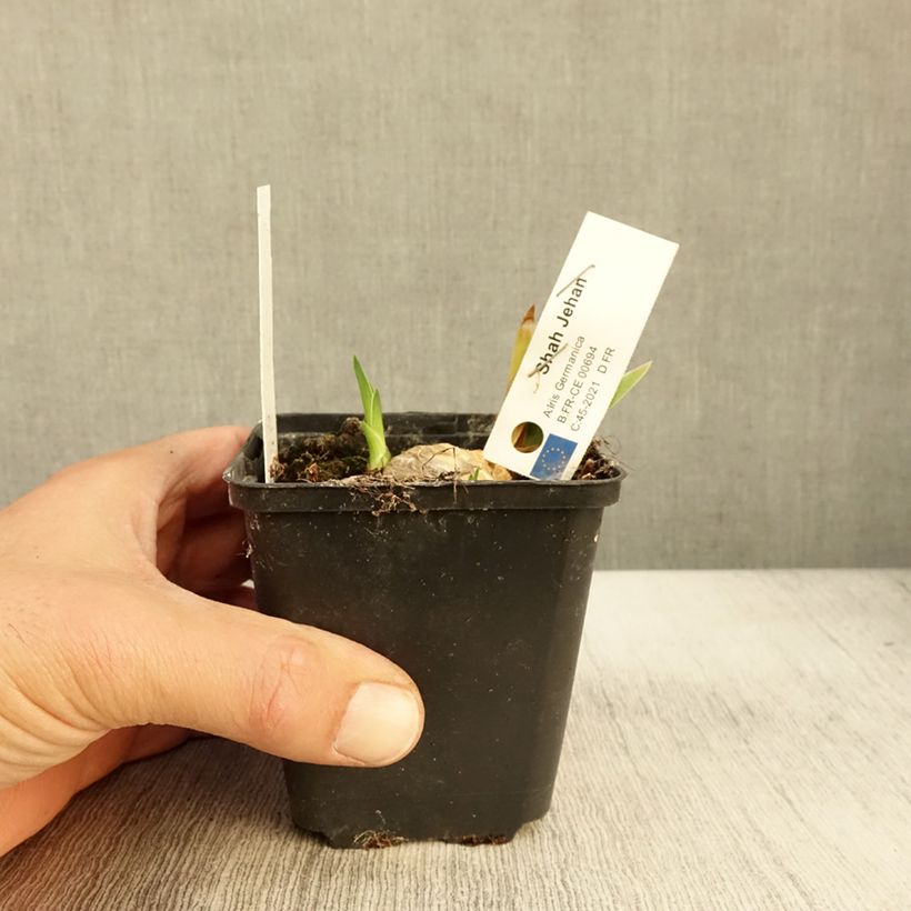 Amostra de Iris germanica Shah Jehan Vaso de 8/9 cm tal como entregue no outono