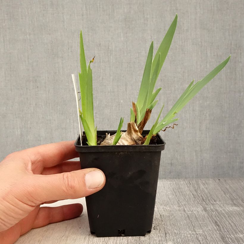 Amostra de Iris germanica Shah Jehan Vaso de 8/9 cm tal como entregue na primavera