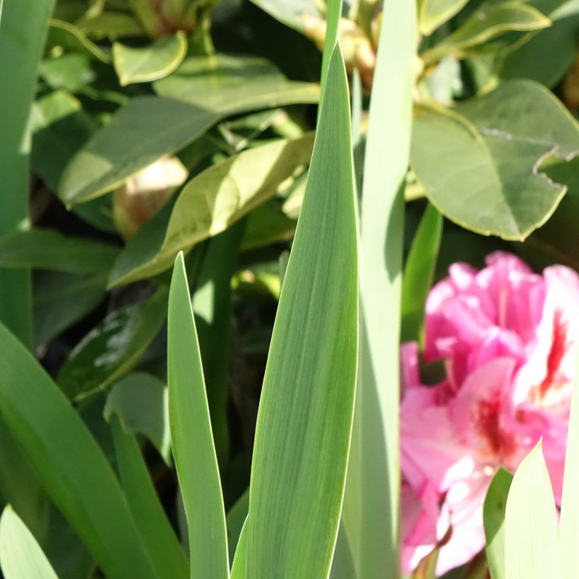 Iris germanica Sharp Dressed Man (Folhagem)
