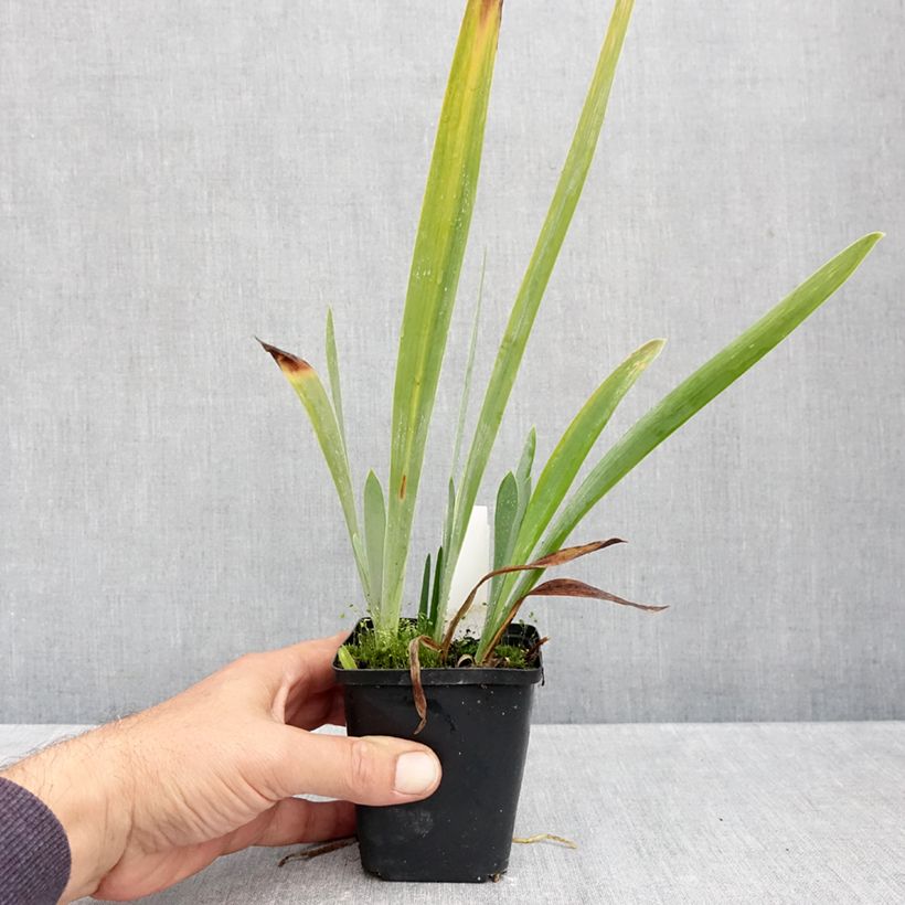 Amostra de Iris germanica Sharp Dressed Man - Iris des Jardins Godet de 8/9 cm tal como entregue no outono