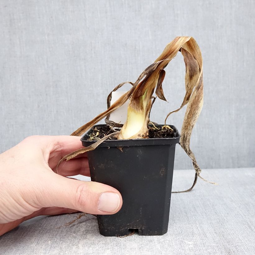 Amostra de Iris germanica Sharp Dressed Man Vaso de 8/9 cm tal como entregue no inverno