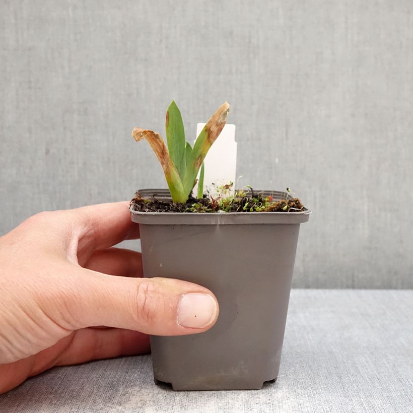Amostra de Iris germanica Sharp Dressed Man Vaso de 8/9 cm tal como entregue na primavera