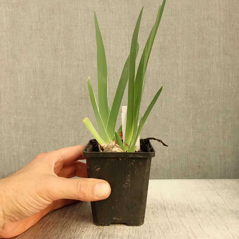 Amostra de Iris germanica Sharper Image- Iris des Jardins Godet de 8/9 cm tal como entregue no outono