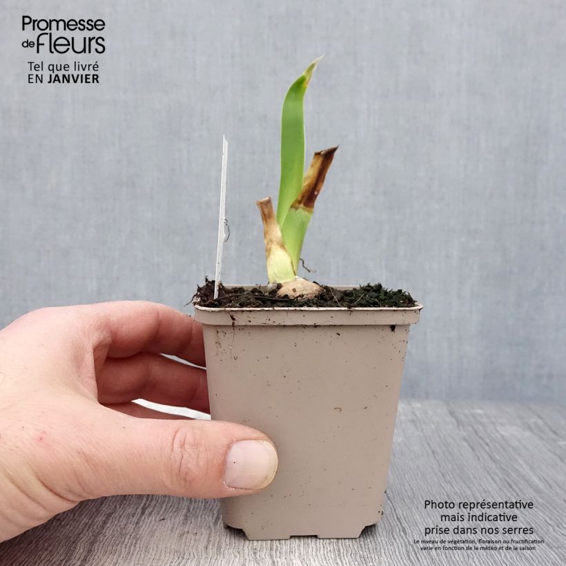Amostra de Iris germanica Sharper Image- Iris des Jardins Godet de 8/9 cm tal como entregue no inverno