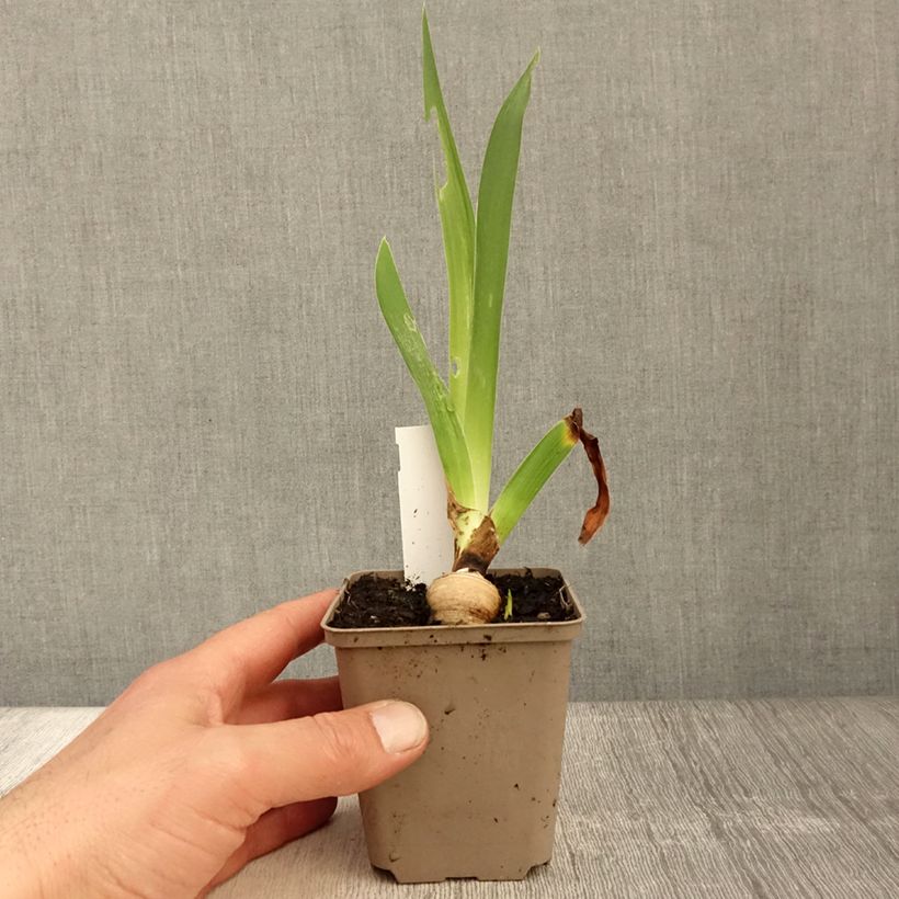 Amostra de Iris germanica Sharper Image Vaso de 8/9 cm tal como entregue na primavera