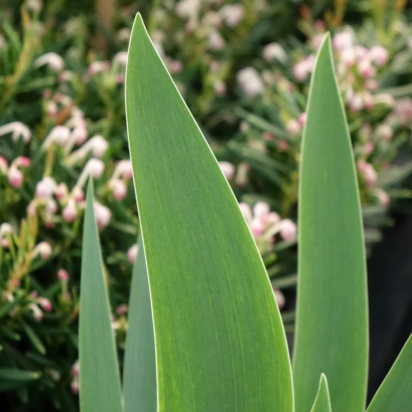 Iris germanica Siva Siva (Folhagem)