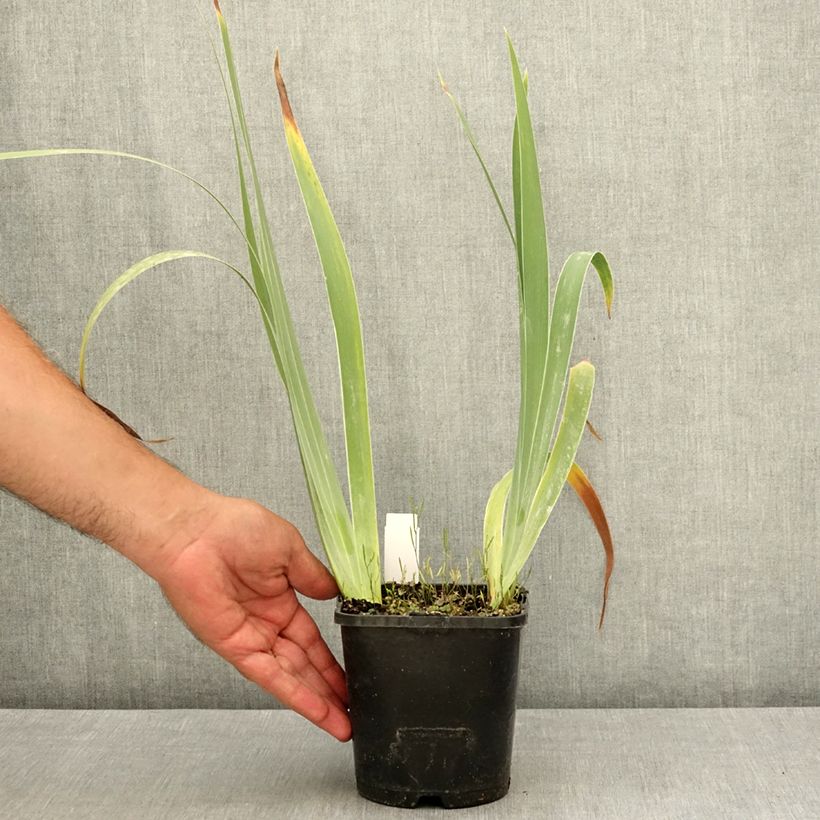 Amostra de Iris germanica Siva Siva Vaso de 1,5 L/2 L tal como entregue no verão