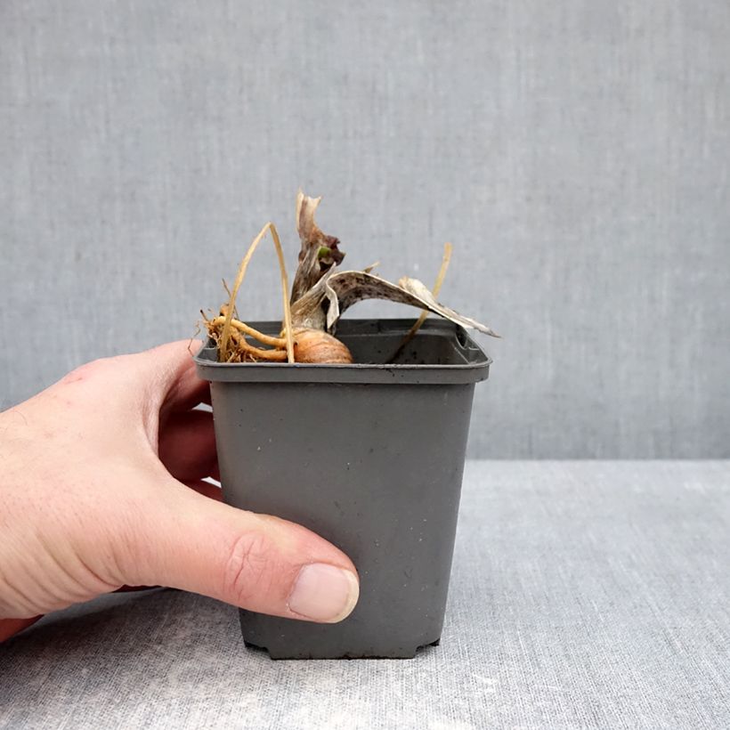 Amostra de Iris germanica Skylark's Song Vaso de 8/9 cm tal como entregue no inverno