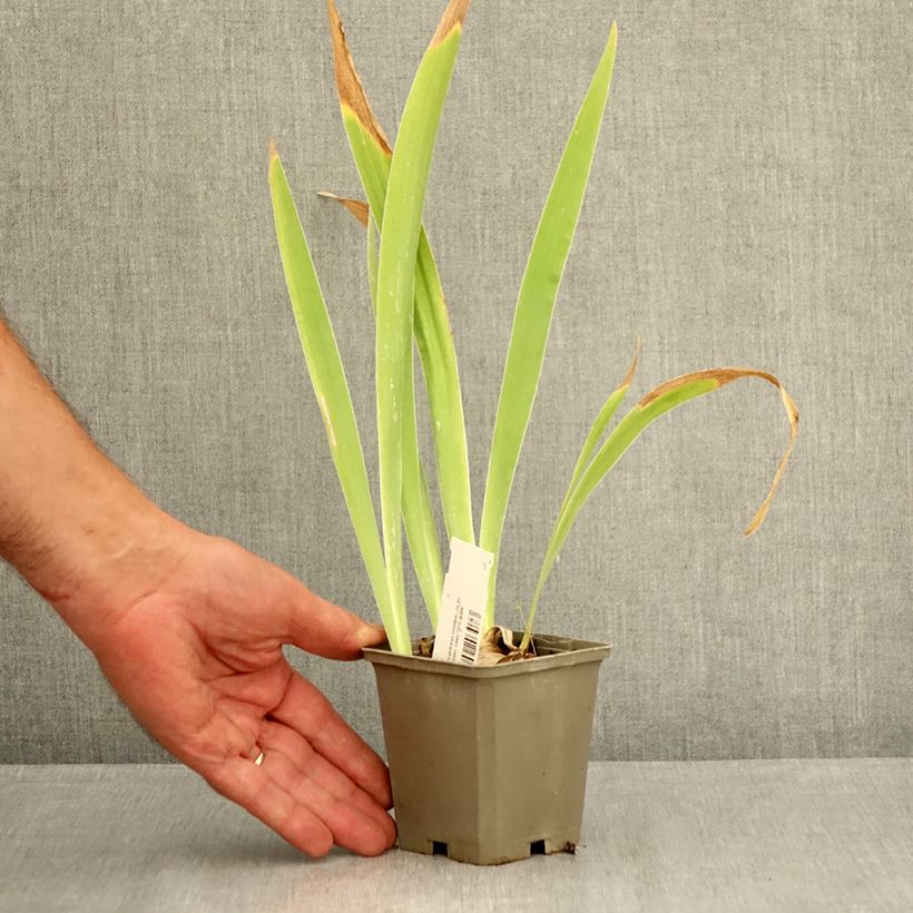 Amostra de Iris germanica Sorcellerie Vaso de 8/9 cm tal como entregue no verão
