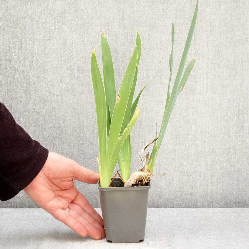 Amostra de Iris germanica Souffle Chaud Vaso de 8/9 cm tal como entregue na primavera