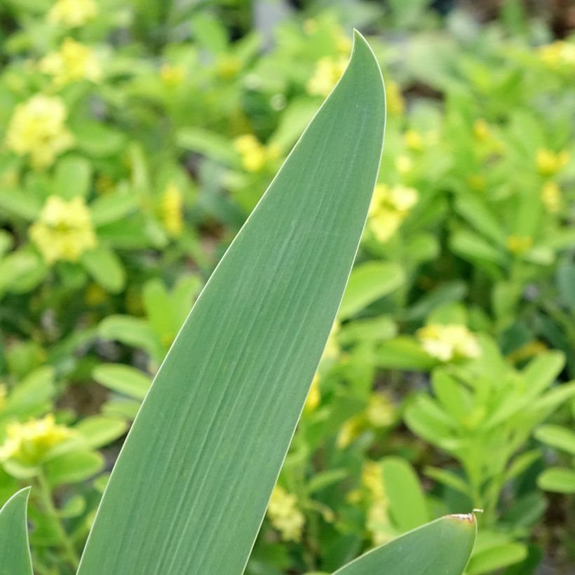Iris germanica Souffle Chaud (Folhagem)