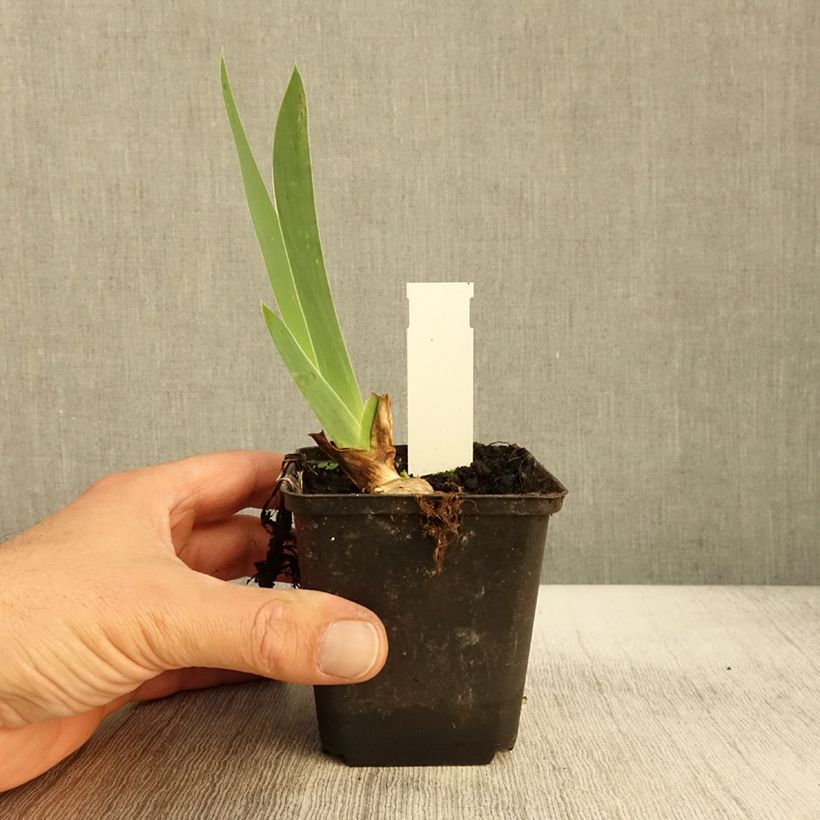 Amostra de Iris germanica Sovereign Crown - Iris des Jardins Godet de 8/9 cm tal como entregue no outono