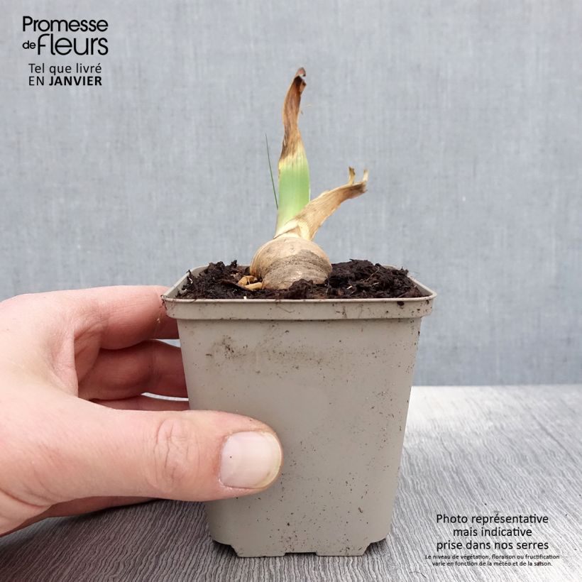 Amostra de Iris germanica Sovereign Crown - Iris des Jardins Godet de 8/9 cm tal como entregue no inverno