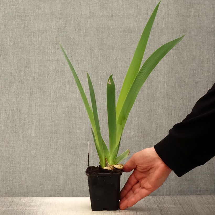 Amostra de Iris germanica Sovereign Crown Vaso de 8/9 cm tal como entregue na primavera