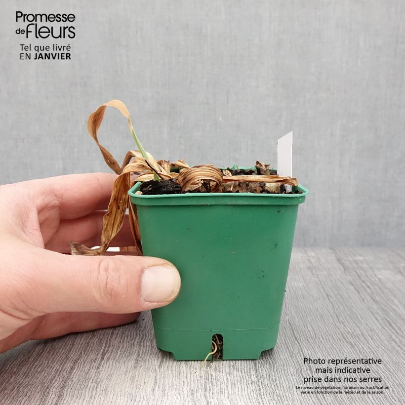 Amostra de Iris germanica Stellata Vaso de 8/9 cm tal como entregue no inverno