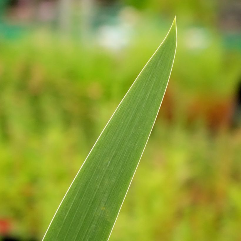 Iris germanica Stepping Out (Folhagem)