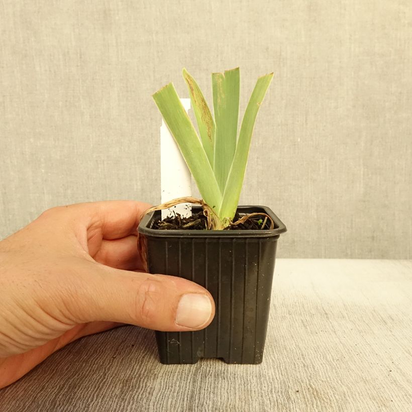 Amostra de Iris germanica Stepping Out Vaso de 8/9 cm tal como entregue no outono