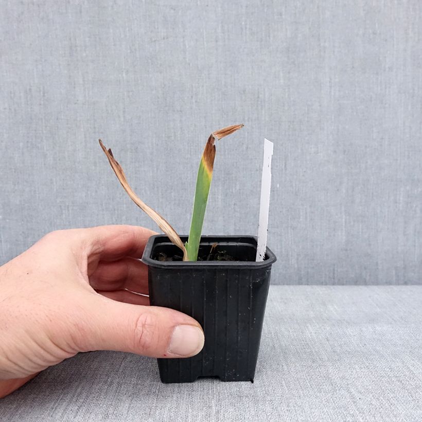 Amostra de Iris germanica Stepping Out Vaso de 8/9 cm tal como entregue no inverno