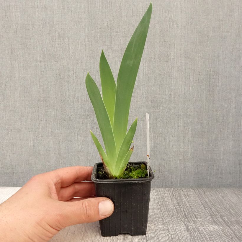 Amostra de Iris germanica Stepping Out Vaso de 8/9 cm tal como entregue na primavera