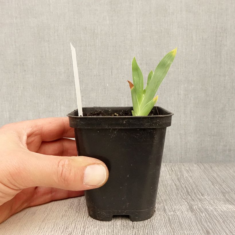 Amostra de Iris germanica Storm Center Vaso de 8/9 cm tal como entregue na primavera
