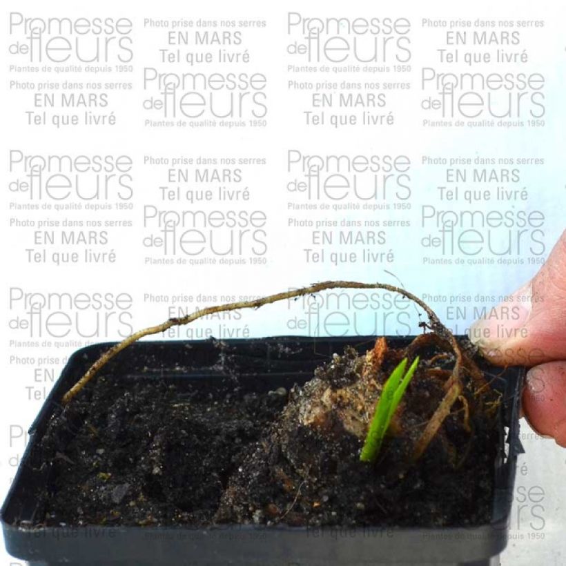 Exemplo de amostra de Iris germanica Striking Vaso de 8/9 cm tal como entregue