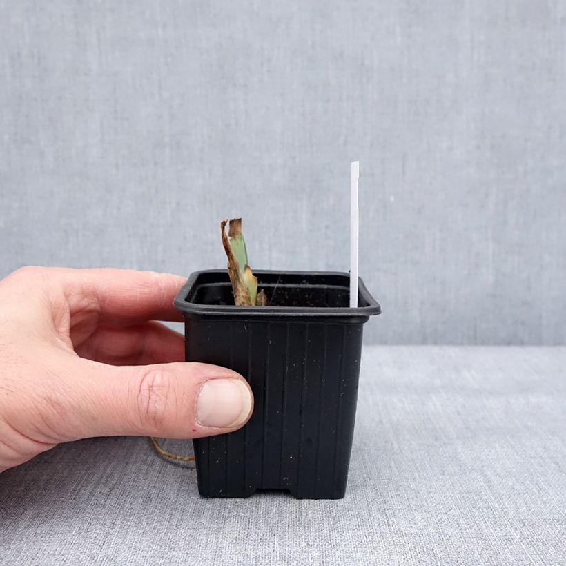 Amostra de Iris germanica Sultan's Palace - Iris des Jardins Godet de 8/9 cm tal como entregue no inverno