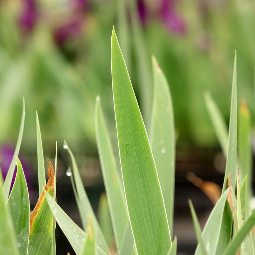 Iris germanica Sultan's Palace (Folhagem)