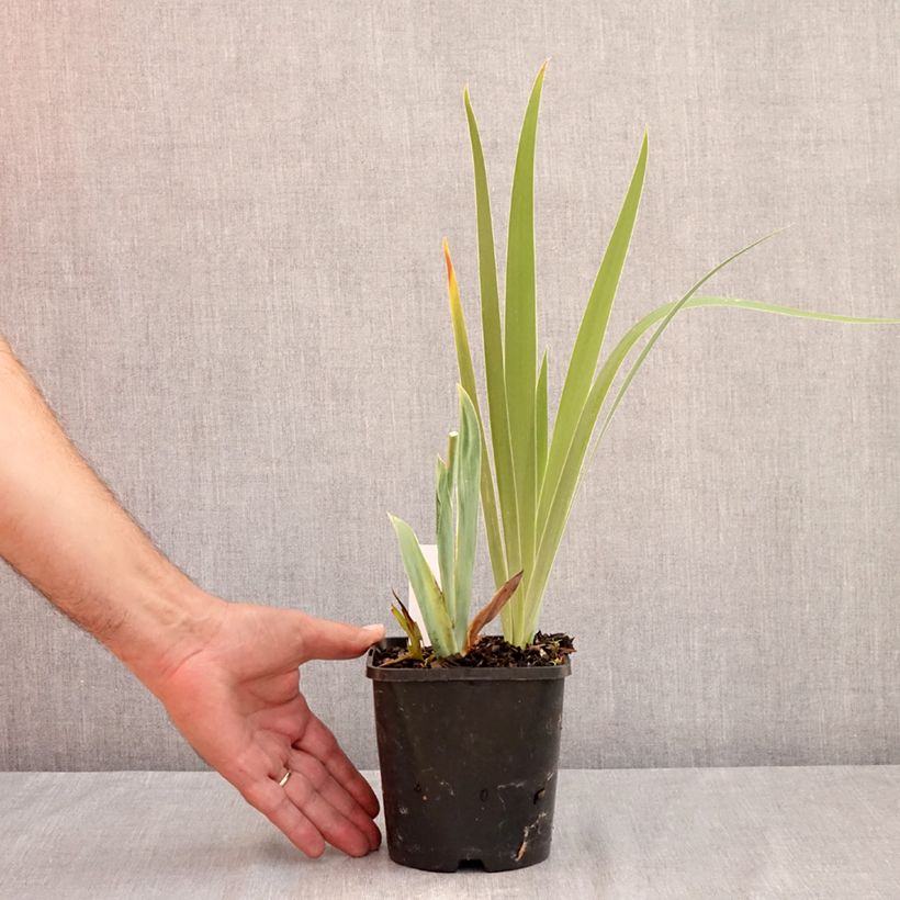 Amostra de Iris germanica Sunset Sky Vaso de 1,5 L/2 L tal como entregue no verão