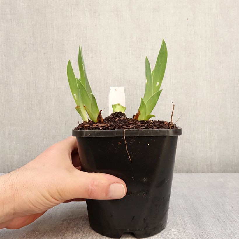 Amostra de Iris germanica Sunset Sky Vaso de 1,5 L/2 L tal como entregue no inverno