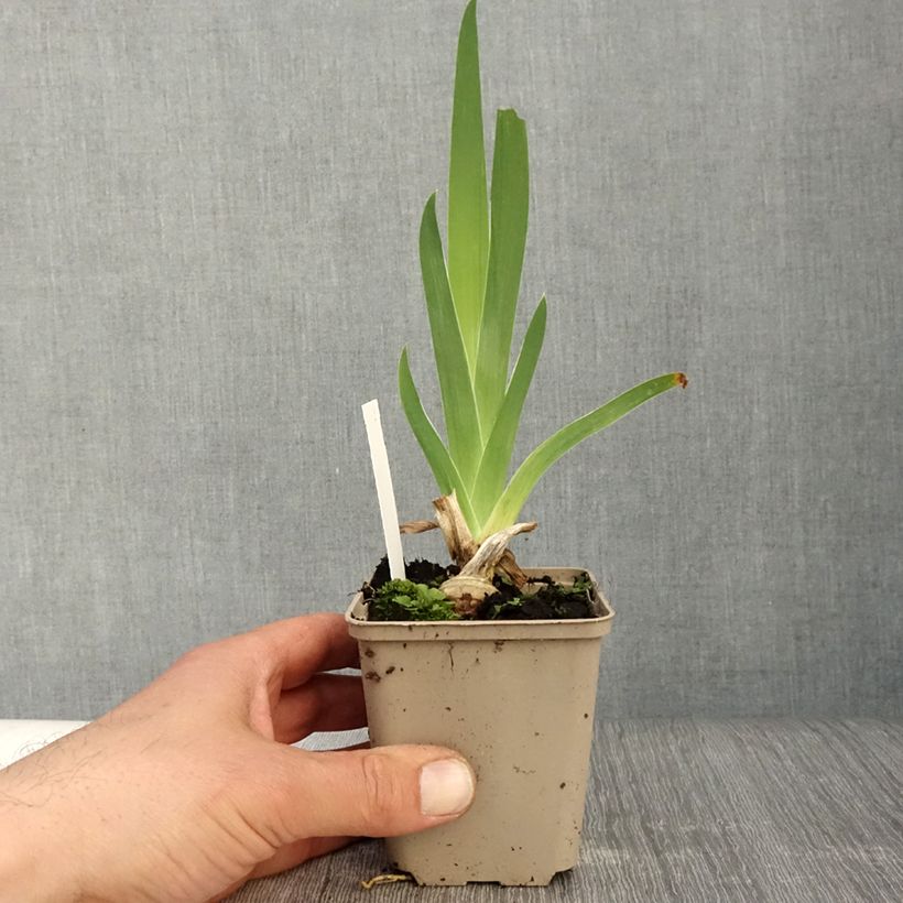 Amostra de Iris germanica Sunset Sky Vaso de 8/9 cm tal como entregue na primavera