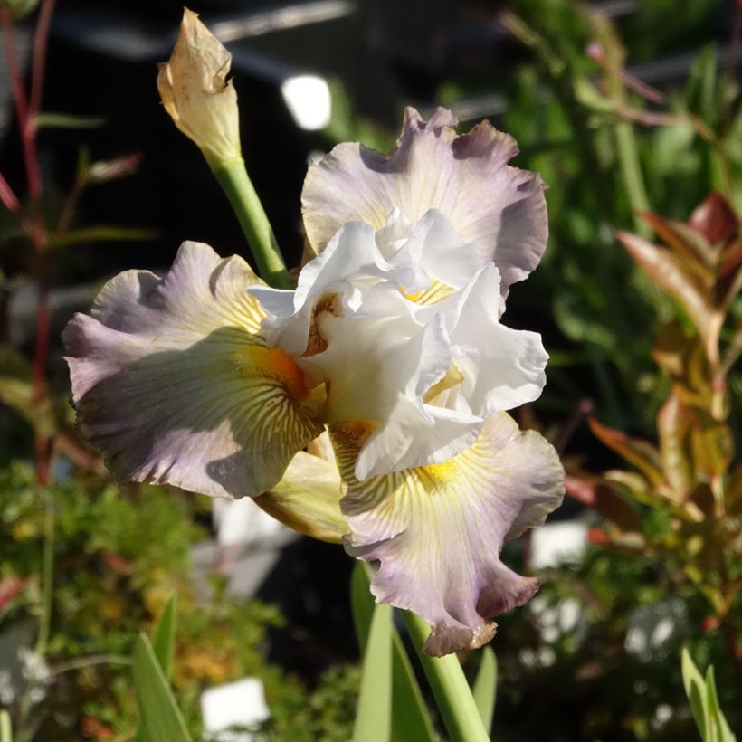 Iris germanica Sur la plage (Floração)