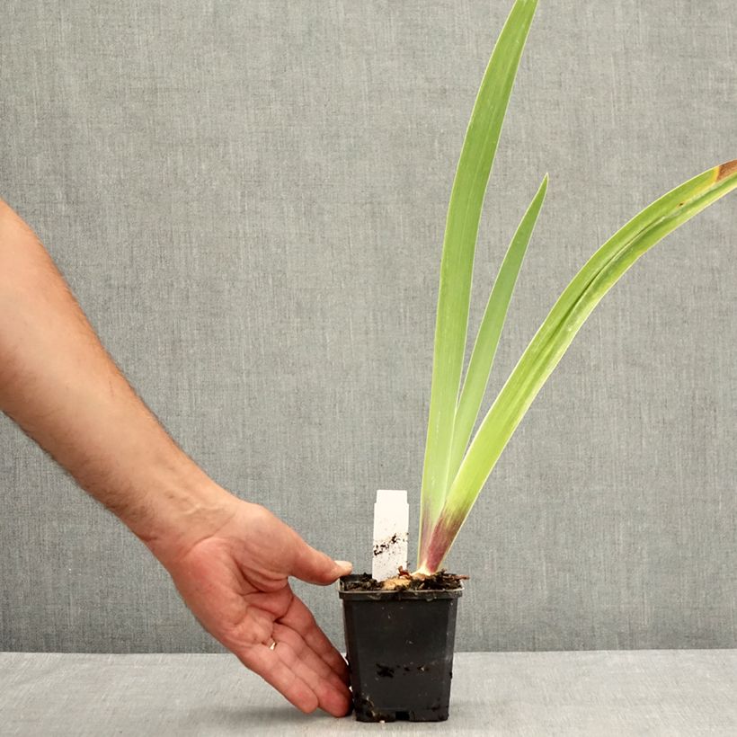 Amostra de Iris germanica Surface Irisée Vaso de 8/9 cm tal como entregue no verão