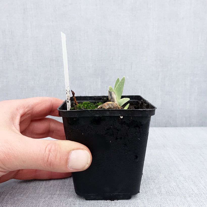 Amostra de Iris germanica Surface Irisée - Iris des Jardins Vaso de 8/9 cm tal como entregue no inverno