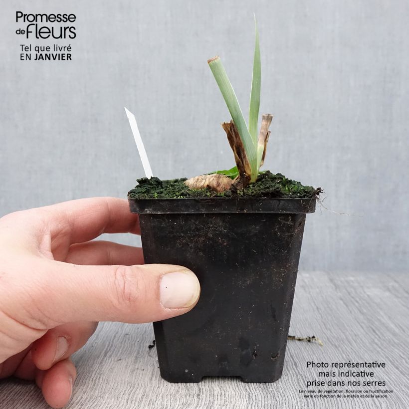 Amostra de Iris germanica Tabac Blond Vaso de 8/9 cm tal como entregue no inverno