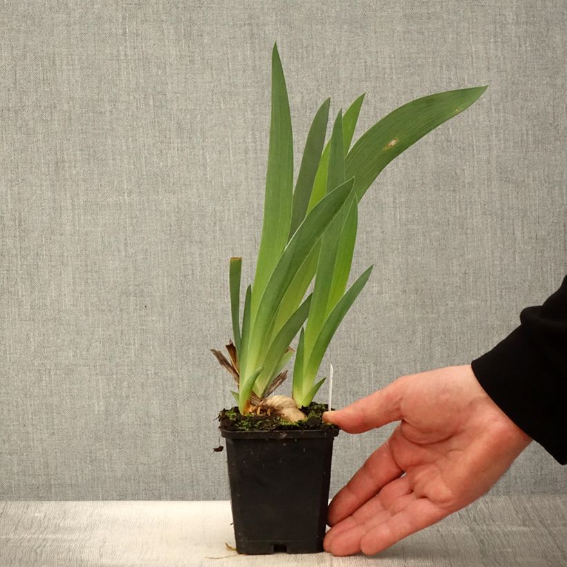 Amostra de Iris germanica Tabac Blond Vaso de 8/9 cm tal como entregue na primavera