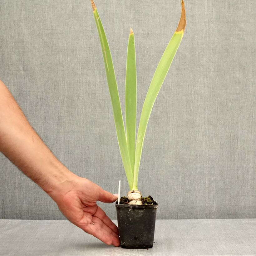 Amostra de Iris germanica Tel Arlequin Vaso de 8/9 cm tal como entregue no verão