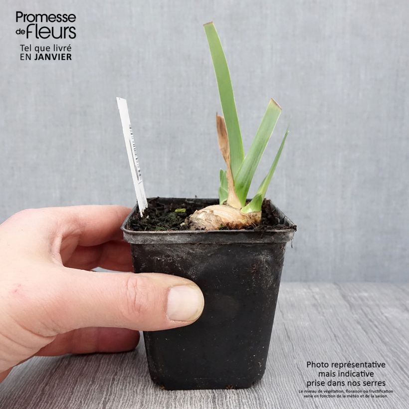 Amostra de Iris germanica Tel Arlequin - Iris des Jardins Godet de 8/9 cm tal como entregue no inverno