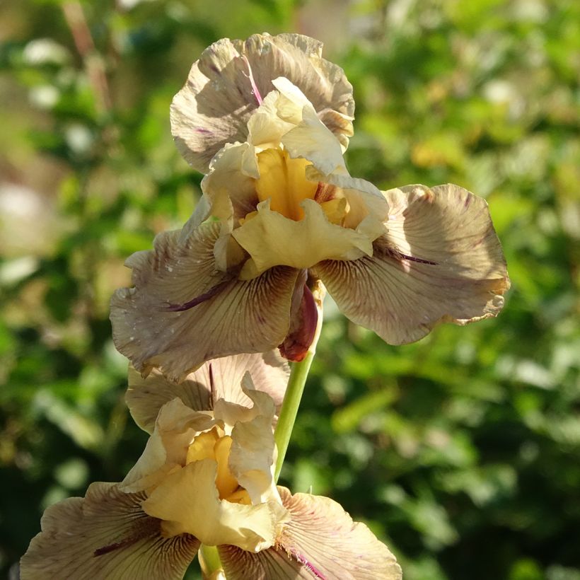 Iris germanica Thornbird (Floração)