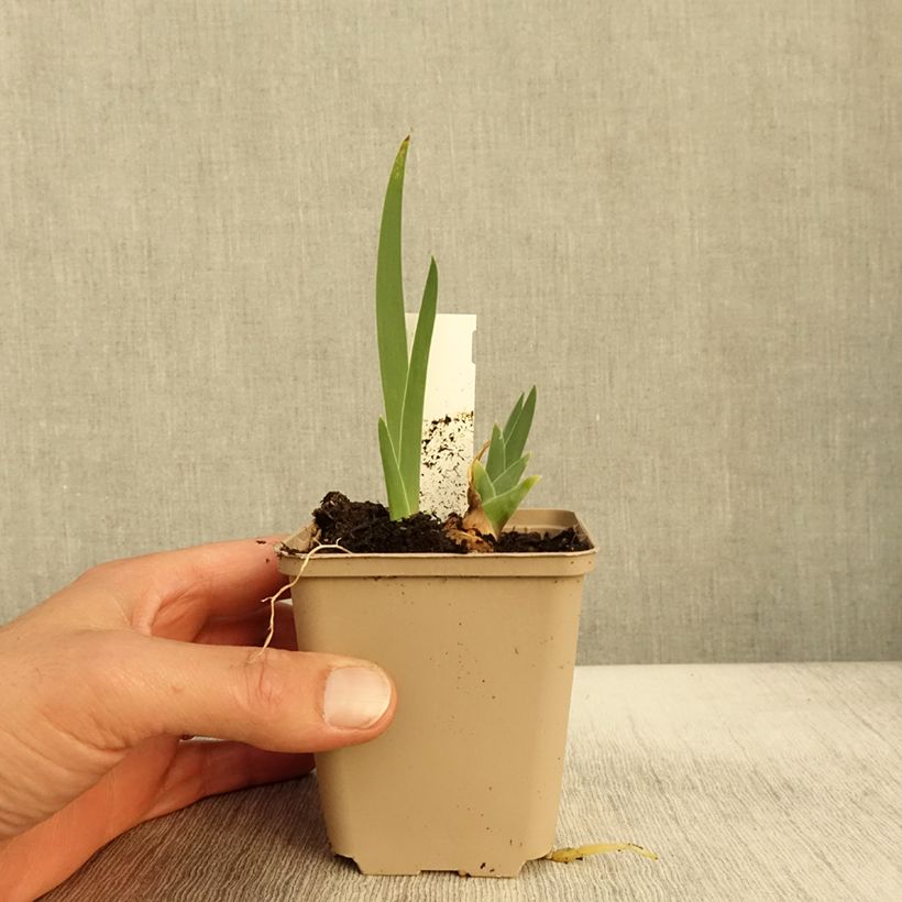 Amostra de Iris germanica Thornbird Godet de 8/9 cm tal como entregue no outono