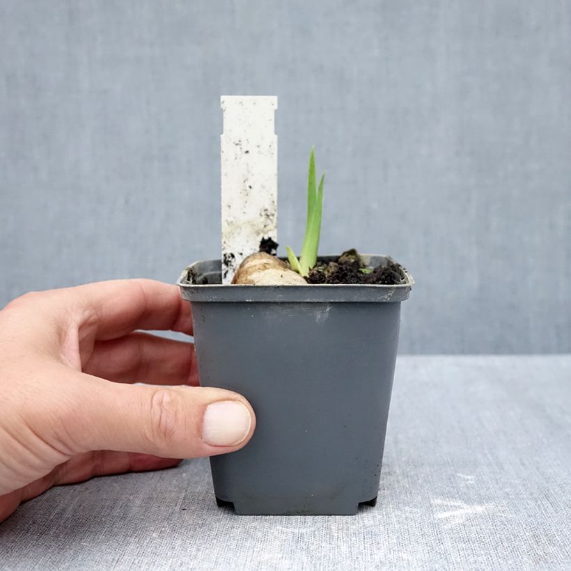 Amostra de Iris germanica Tiger Honey Vaso de 8/9 cm tal como entregue no outono