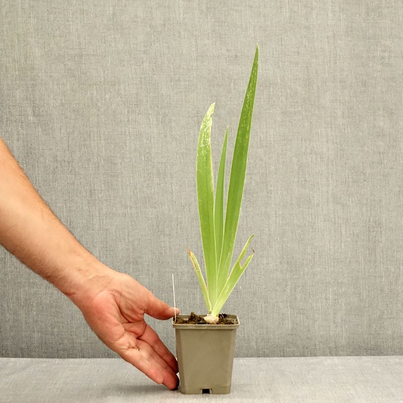 Amostra de Iris germanica Tiger Honey Vaso de 8/9 cm tal como entregue no verão