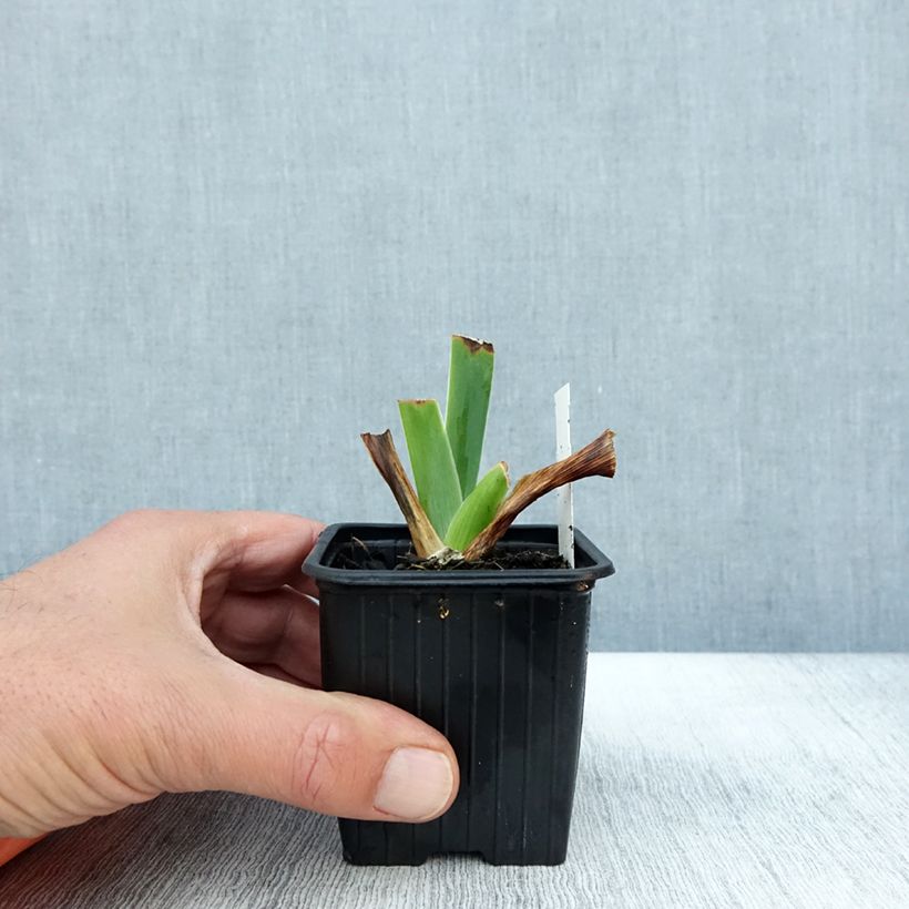 Amostra de Iris germanica Tuxedo Vaso de 8/9 cm tal como entregue no outono