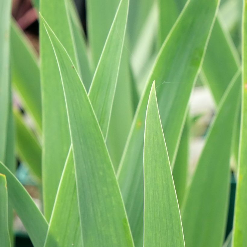Iris germanica Tuxedo (Folhagem)