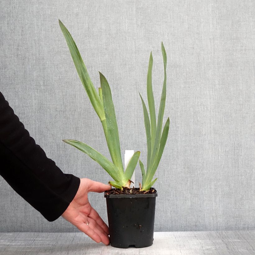 Amostra de Iris germanica Tuxedo Vaso de 1,5 L/2 L tal como entregue na primavera