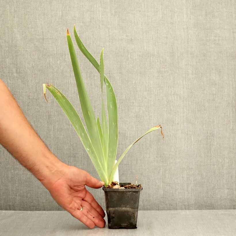 Amostra de Iris germanica Urluberlu Vaso de 8/9 cm tal como entregue no verão