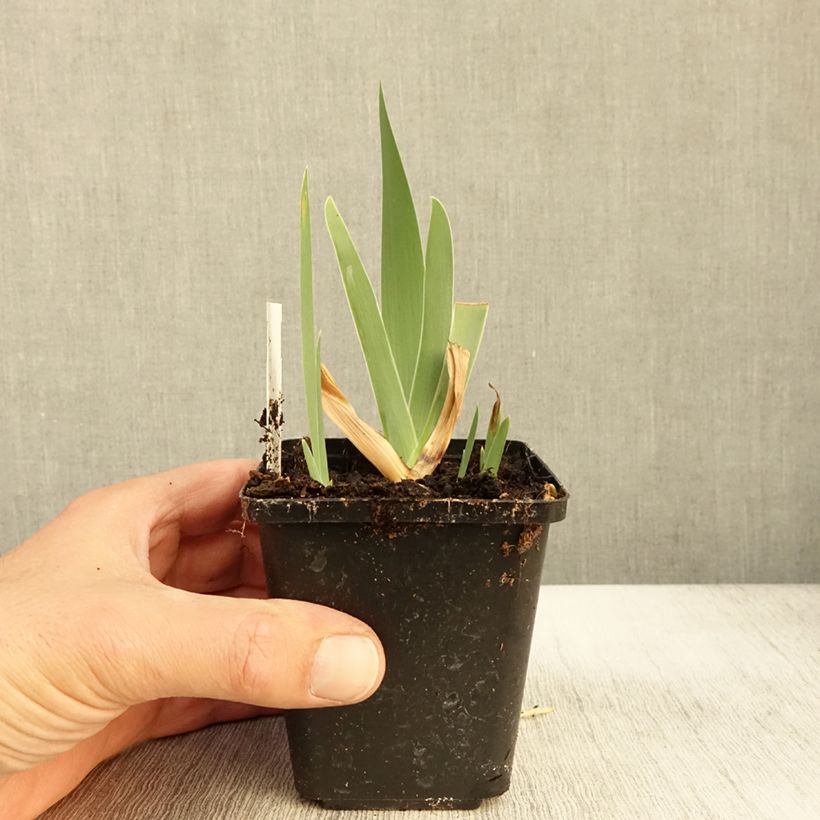 Amostra de Iris germanica Urluberlu Vaso de 8/9 cm tal como entregue no outono