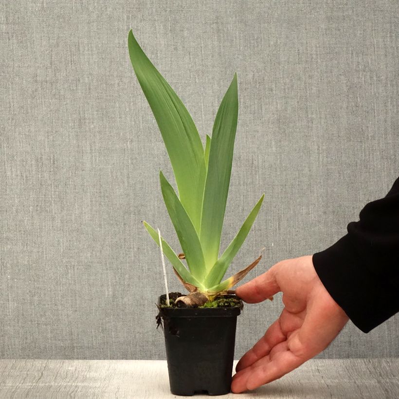 Amostra de Iris germanica Urluberlu Vaso de 8/9 cm tal como entregue na primavera