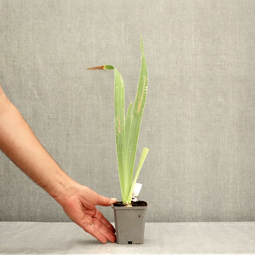 Amostra de Iris germanica Virgule Vaso de 8/9 cm tal como entregue no verão