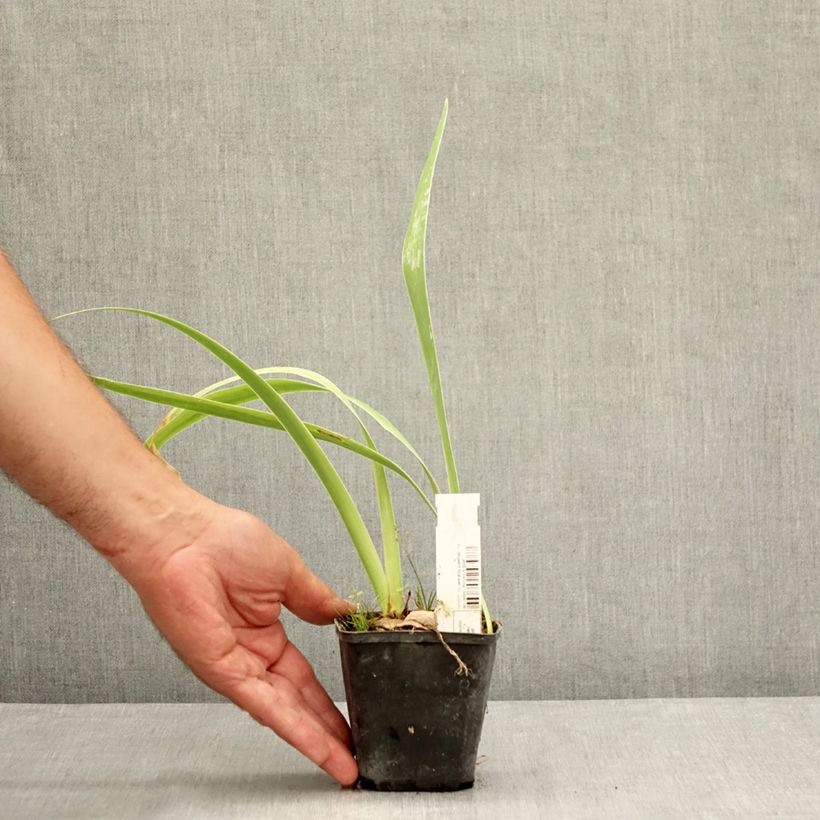 Amostra de Iris germanica Waterline Vaso de 8/9 cm tal como entregue no verão
